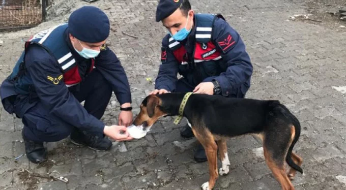 Bursa'da vurulan köpeğe jandarma sahip çıktı