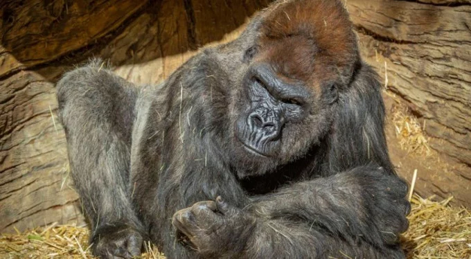 Bilim insanları şaştı: Gorillerin koronavirüs testi pozitif çıktı