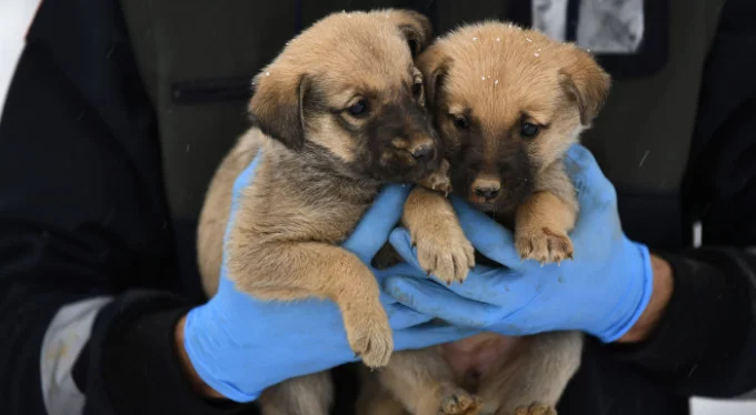 Bursa'da miniklere şefkat eli... Yavru köpekler donmaktan kurtarıldı