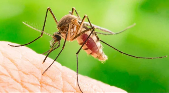Sivrisineğin koklama duyusuyla kanser dedektörü geliştirdi!