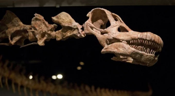 Arjantin'de 98 milyon yıllık dinozor fosili bulundu!