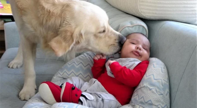 Bursa'da köpeğin bebek sevgisi: 'Herkesten kıskanıyor...'