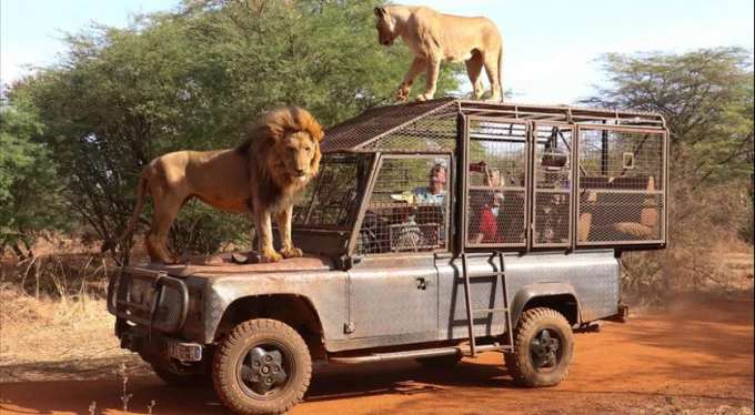 Doğanın ortasında aslanlarla baş başa bir deneyim!