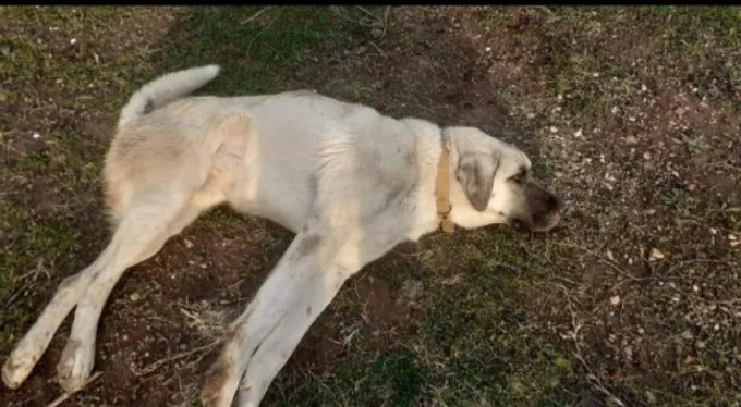 Bursa'da otomobilin çarparak kaçtığı yaralı köpeğe jandarma sahip çıktı!