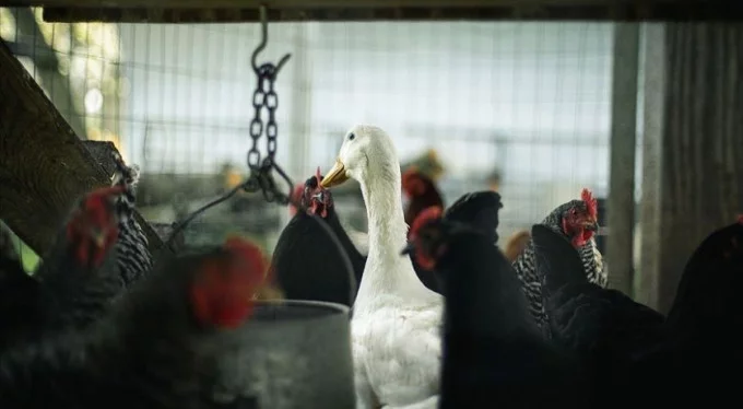 Japonya'da kuş gribi nedeniyle milyonlarca hayvan itlaf edildi!
