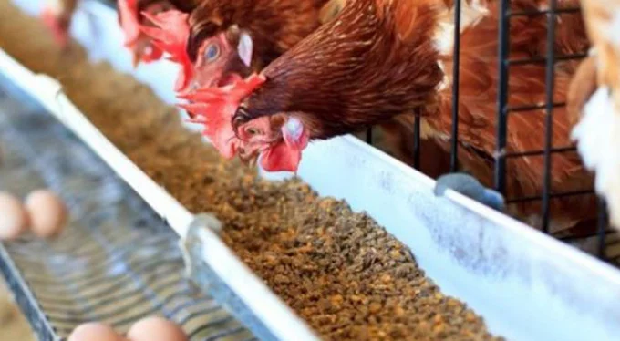 Zamlar yumurta sektörünü de vurdu! Bursa'da kafes sistemine geçiliyor
