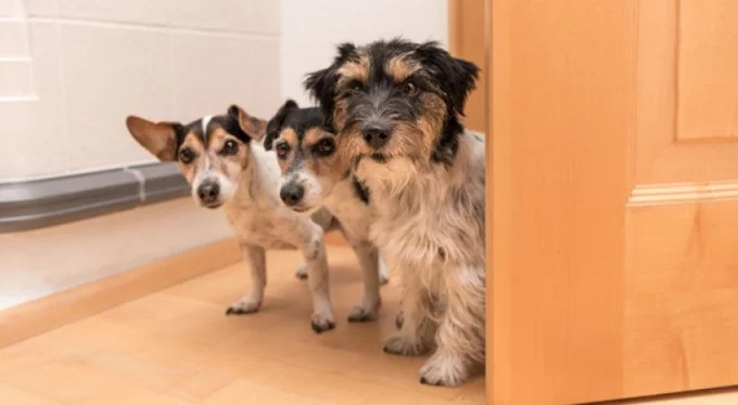 Bir evde üçten fazla köpeğe yasak!