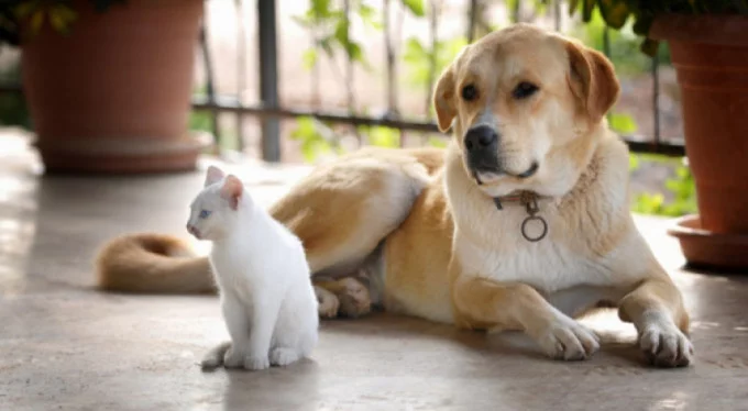 Ankara Büyükşehir Belediyesi kedi ve köpek kulübesi alacak