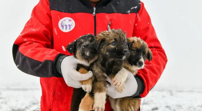 Bursa'da 11 yavru köpek donmaktan son anda kurtarıldı!