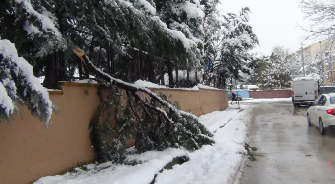 Bursa'da kar yağışına dayanamayan ağaçlar kırıldı