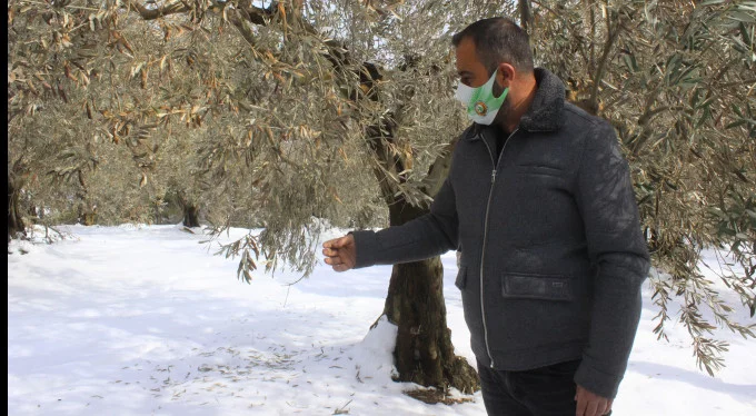 Bursa'da ağaçları yanan köylüler: Destek olunmazsa aç kalırız