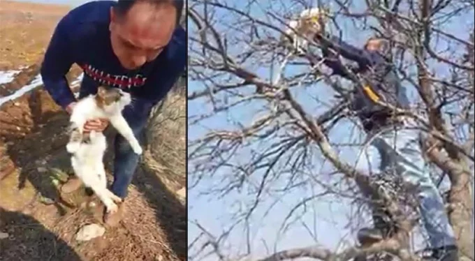 Bursa'da ağaçta mahsur kalan kediyi böyle kurtardılar!