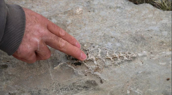 Adıyaman'da 70 milyon yıllık 'Gastropod' fosili bulundu!