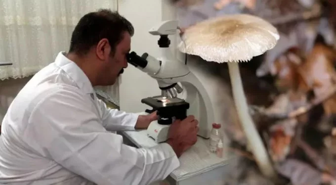 Sadece Türkiye'de yetişen bir mantar türü keşfedildi!