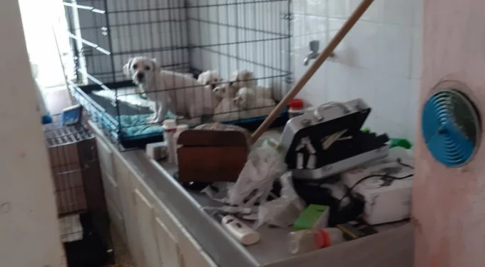 Yavrular kurtarıldı! Bursa'da Maltese Terrier operasyonu!
