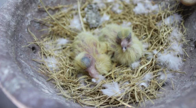 Bursa'da kuşların anne ve babaları 100 bin, yavruları ise 30 bin liraya alıcı buluyor
