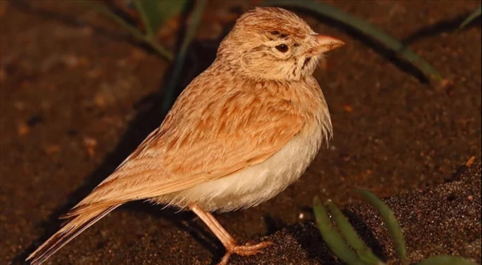 Arabistan toygarı türü kuş, Türkiye'de ilk kez gözlemlendi!