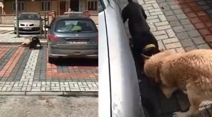 Bursa'da Pitbull, sokak köpeğine saldırdı