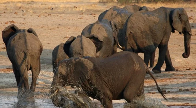 Kaçak avcı, fillerin altında ezilerek öldü