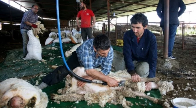 Koyunlar yaza hazırlanıyor! Bursa'da üreticiler yapağı fiyatlarına isyan etti