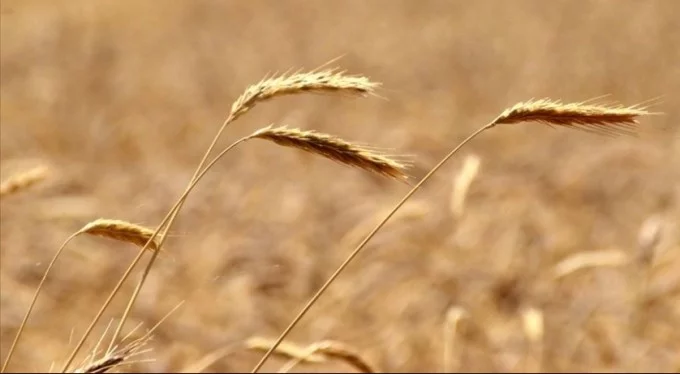 Buğdayda bu sezon rekolte beklentisi 19 milyon ton!