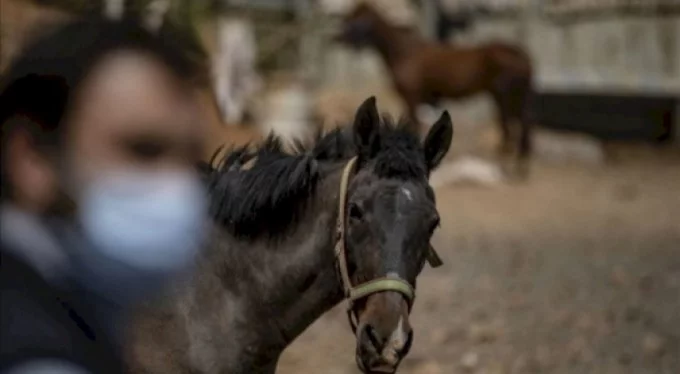 Kayıp 100 at skandalı Bursa'ya da uzandı!