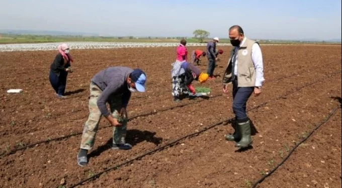 Mevsimlik tarım işçileri Bursa'ya geldi!