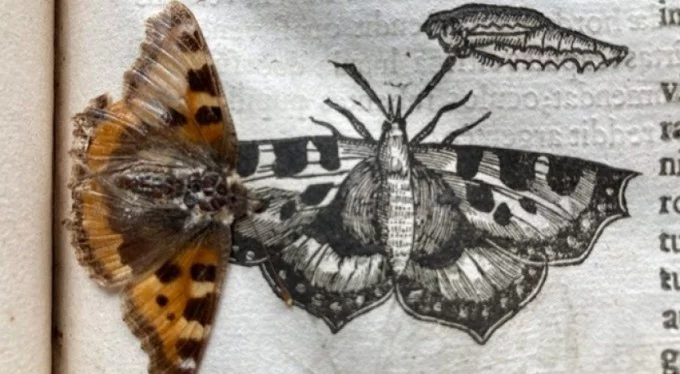 Tarihin tozlu sayfalarında 400 yıl boyunca yolculuk yapan kelebek bulundu!