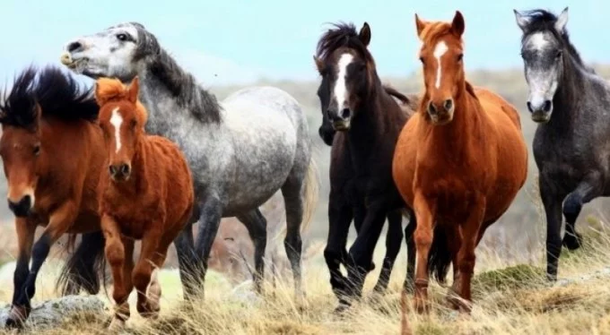 İBB'den kayıp atlarla ilgili açıklama: Sorumluluk bakanlıkta!