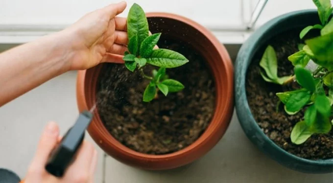 Evde bitki bakımını kolaylaştıracak 12 pratik öneri!