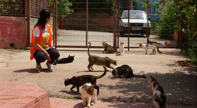 'Hepsi evladım gibi' Bursa'da sokakta bulduğu sakat kedilere annelik yapıyor!