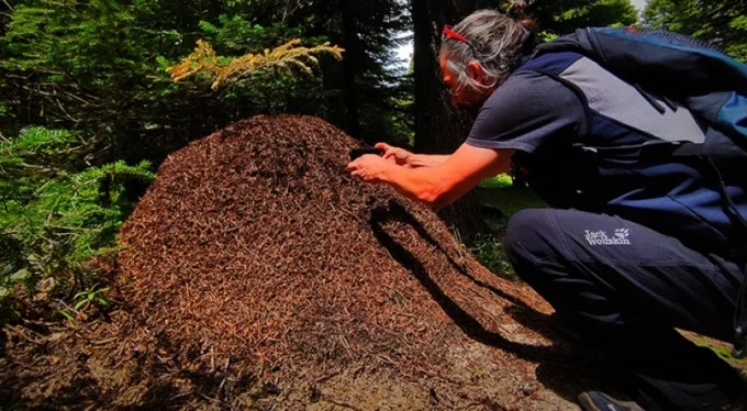 Uludağ'da dev karınca yuvaları görenleri hayretler içinde bırakıyor