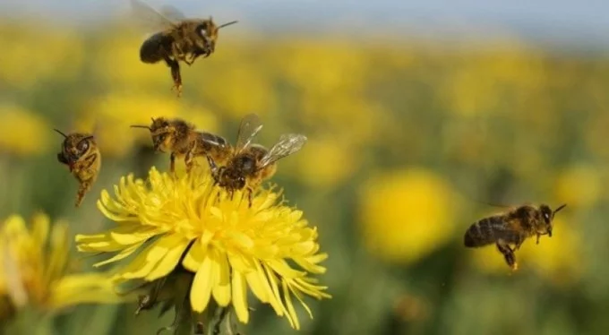 Güney Afrika'da arılar arasında yeni bir hastalık yayılıyor: Topluca ölüyorlar!