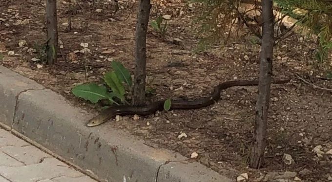 Bursa'da panik anları! Site bahçesine giren yılan korkuttu!