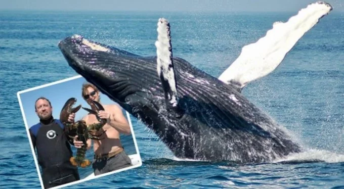 Denizci dev balinanın ağzında mahsur kaldı!