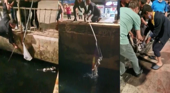 Bursa'da seferberlik! Denize düşen kedi balıkçı kepçesiyle kurtarıldı!