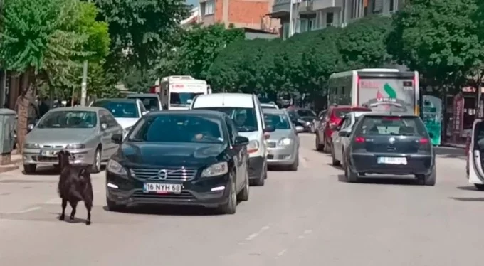 Bursa'da kurbanlık keçi firarda! Şehrin göbeğinde trafiği birbirine kattı!