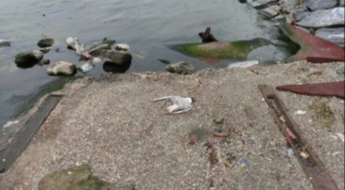 İstanbul'da panik! Balıkların ardından martılar ölüyor!