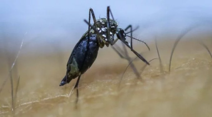 İstanbul'da Asya Kaplan Sivrisineği alarmı: 20 hastalık türü taşıyor