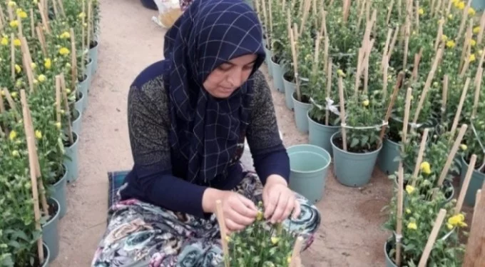 Bursa'da kadınlar çiçek tohumu üretiyor
