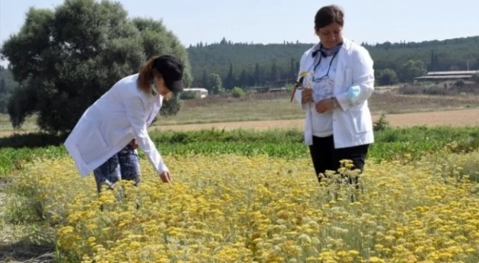 Bursa'da üniversite yerleşkesinde tıbbi ve aromatik bitki yetiştirerek eğitime katkı sağlıyorlar