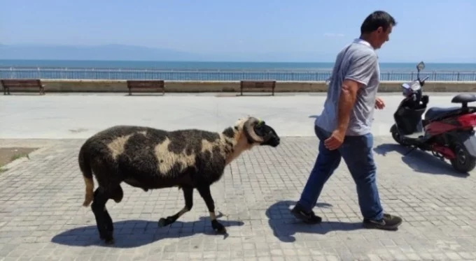 Sahibi nereye koyunlar oraya! Bursa'da kurbanlıklarını sahilde gezintiye çıkarıyor