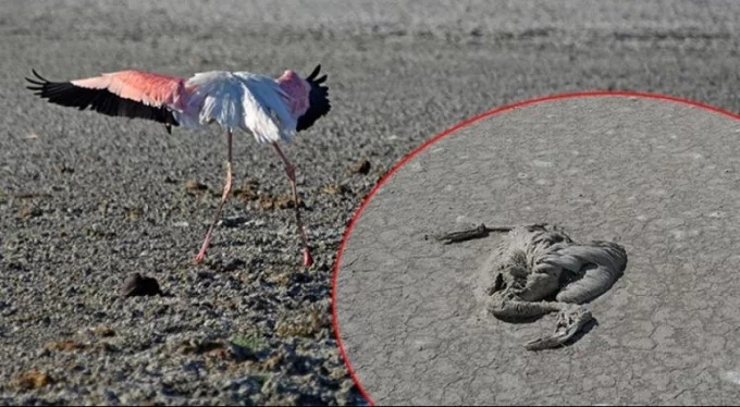 Flamingo ölümleriyle ilgili flaş açıklama! 1-2 yıl içinde başka yöne gidebilirler