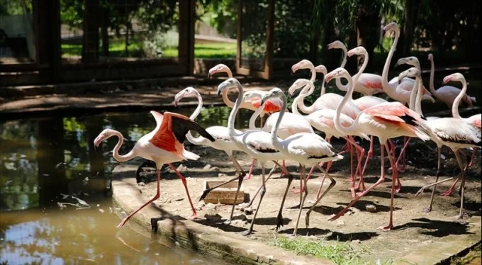 Operasyonda ele geçirilen 21 flamingo koruma altına alındı