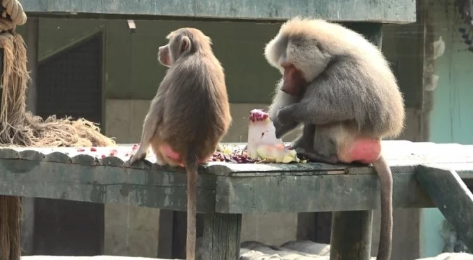 Sıcaktan bunaldılar... Bursa'da Zoopark sakinlerine buzlu meyve kokteyli!
