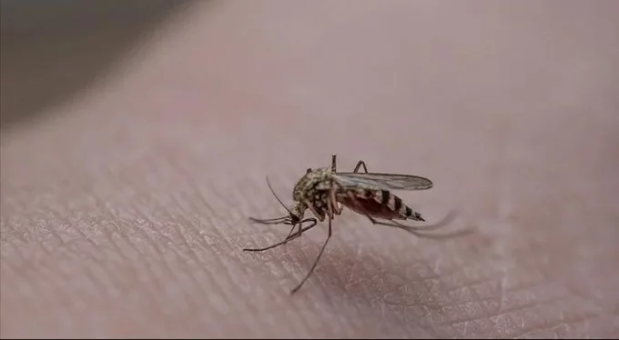 İstanbul'da büyük sivrisinek krizi: Isırıklardan dolayı morarma oldu