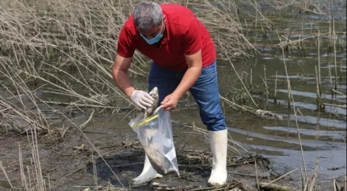 Alibeyköy Barajı'nda balık ölümleri: İnceleme başlatıldı