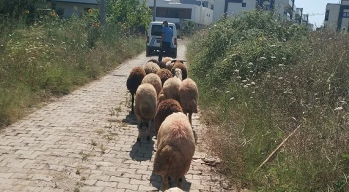 Bursa'da koyunları kaybolan çiftçinin yardımına Gemlik zabıtası koştu