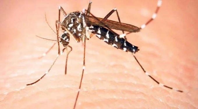 Yeni tehlike: Asya Kaplan Sivrisineği