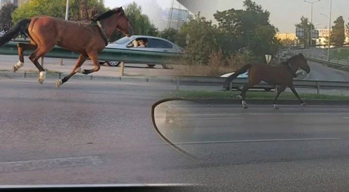 Bursa'da başıboş at, trafiği altüst etti